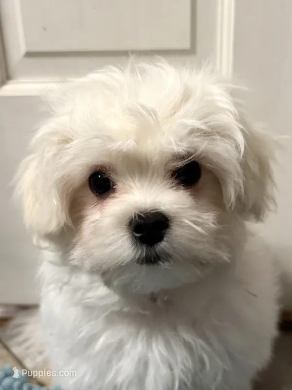 Red Male – Maltese puppy for sale in Trinity, AL