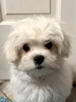 Small Male , a male Maltese for sale in Trinity, AL – Photo 1 of 8