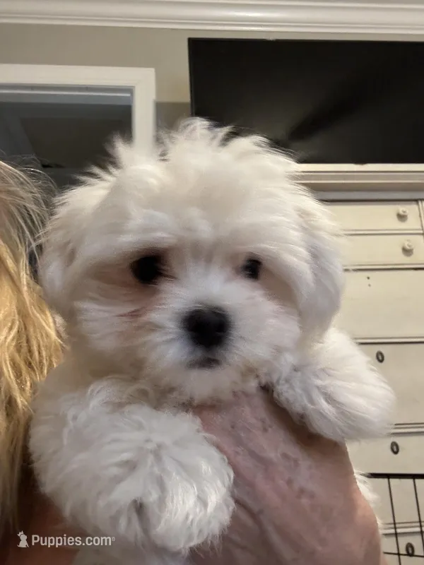Red Male – Maltese puppy for sale in Trinity, AL