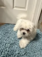 Small Male , a male Maltese for sale in Trinity, AL – Photo 2 of 8