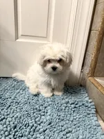 Small Male , a male Maltese for sale in Trinity, AL – Photo 4 of 8