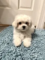 Small Male , a male Maltese for sale in Trinity, AL – Photo 3 of 8