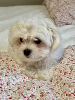 Red Male, a male Maltese for sale in Trinity, AL – Photo 2 of 3