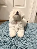 Small Male , a male Maltese for sale in Trinity, AL – Photo 6 of 8