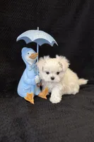 Korean Brown Male, a male Maltese for sale in Trinity, AL – Photo 3 of 4