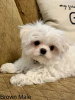 Korean Tiny Brown Male, a male Maltese for sale in Trinity, AL – Photo 2 of 5