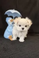 Korean Brown Male, a male Maltese for sale in Trinity, AL – Photo 2 of 4