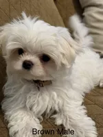 Korean Tiny Brown Male, a male Maltese for sale in Trinity, AL – Photo 1 of 5