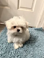 TINY Korean Male, a male Maltese for sale in Trinity, AL – Photo 8 of 8