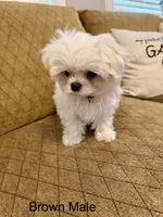 Korean Tiny Brown Male, a male Maltese for sale in Trinity, AL – Photo 5 of 5