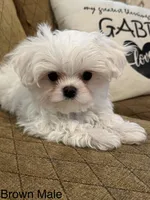 Korean Tiny Brown Male, a male Maltese for sale in Trinity, AL – Photo 3 of 5