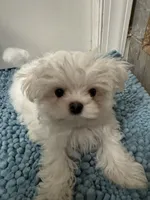 TINY Korean Male, a male Maltese for sale in Trinity, AL – Photo 7 of 8