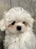 TINY Korean Male, a male Maltese for sale in Trinity, AL – Photo 6 of 8