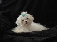 Marli, a female Maltese for sale in Trinity, AL – Photo 2 of 7