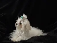 Marli, a female Maltese for sale in Trinity, AL – Photo 1 of 7