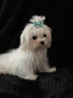 Marli, a female Maltese for sale in Trinity, AL – Photo 6 of 7