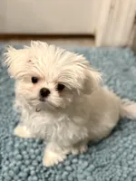 TINY TINY Korean Male, a male Maltese for sale in Trinity, AL – Photo 8 of 9