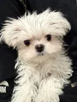 TINY TINY Korean Male, a male Maltese for sale in Trinity, AL – Photo 7 of 9