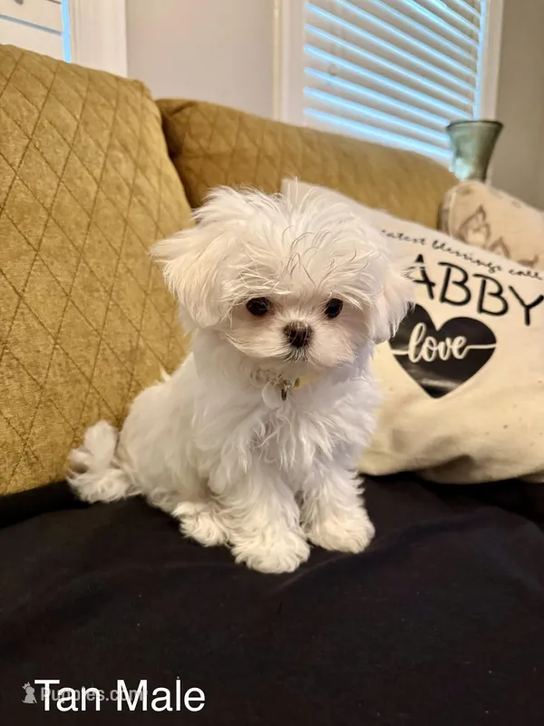 Korean Tiny Tan Male – Maltese puppy for sale in Trinity, AL