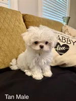 Korean Tiny Tan Male, a male Maltese for sale in Trinity, AL – Photo 1 of 6