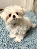 TINY TINY Korean Male, a male Maltese for sale in Trinity, AL – Photo 9 of 9