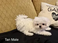Korean Tiny Tan Male, a male Maltese for sale in Trinity, AL – Photo 5 of 6