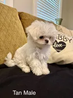 Korean Tiny Tan Male, a male Maltese for sale in Trinity, AL – Photo 3 of 6