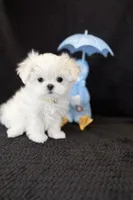 Korean Tan Male, a male Maltese for sale in Trinity, AL – Photo 3 of 4