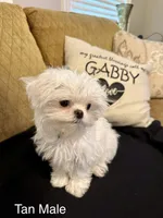 Korean Tiny Tan Male, a male Maltese for sale in Trinity, AL – Photo 2 of 6