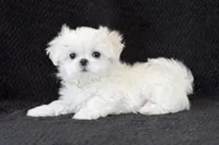 Korean Tan Male, a male Maltese for sale in Trinity, AL – Photo 1 of 4