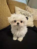 Korean Tiny Tan Male, a male Maltese for sale in Trinity, AL – Photo 6 of 6