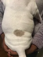 ABKC Nyx, a female American Bully for sale in Boone, IA – Photo 6 of 9