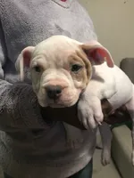 ABKC Nyx, a female American Bully for sale in Boone, IA – Photo 2 of 9