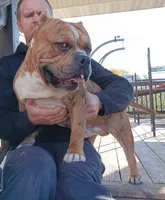ABKC Nyx, a female American Bully for sale in Boone, IA – Photo 7 of 9