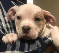 ABKC Nyx, a female American Bully for sale in Boone, IA – Photo 3 of 9