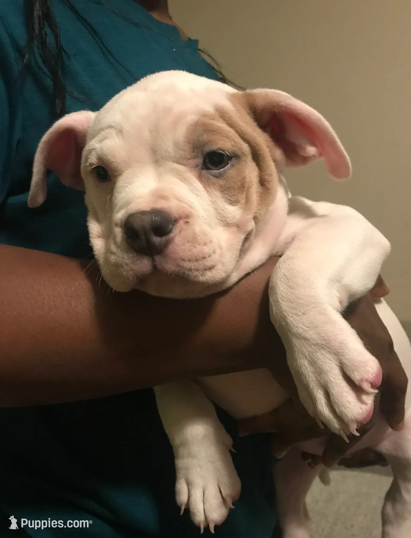 ABKC Nyx, a female American Bully for sale in Boone, IA – Photo 4 of 9