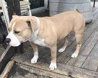 ABKC Nyx, a female American Bully for sale in Boone, IA – Photo 8 of 9