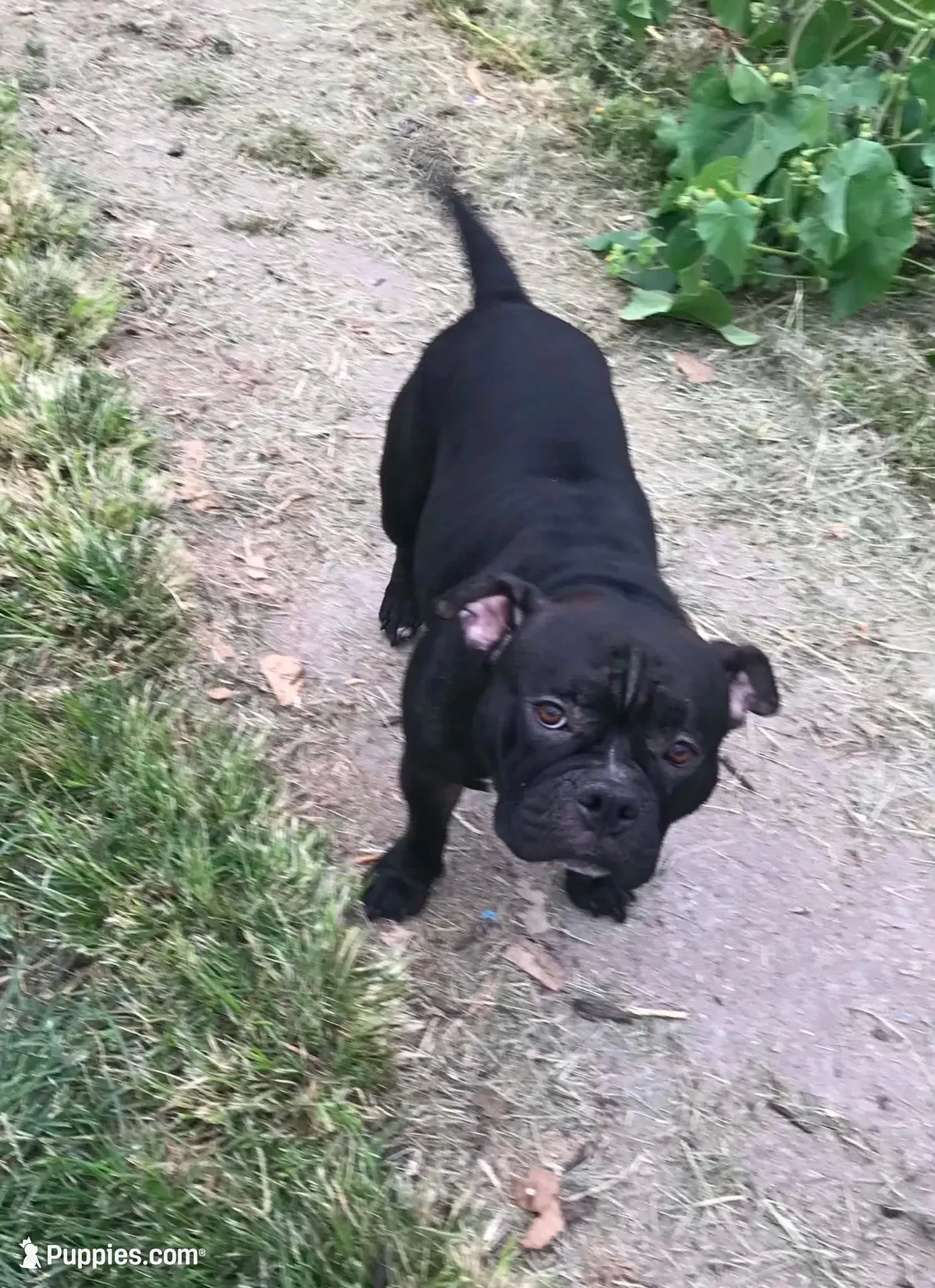 ShiShi, a female American Bully for sale in Boone, IA – 9 of 10