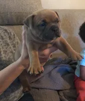 ShiShi, a female American Bully for sale in Boone, IA – 3 of 10