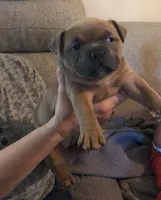 ShiShi, a female American Bully for sale in Boone, IA – 4 of 10