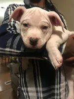 processed/aed5d6a6-3a2c-4c97-970b-c3983a38135a/listing/303c2046-4aef-4f28-a4de-b8d6664a4ae5/0aaf86e3-03ee-4c4c-b1b3-74bbc6469e50