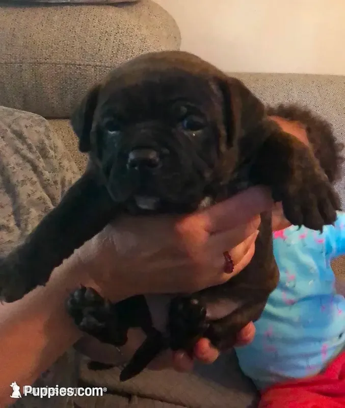 Mushu – American Bully puppy for sale in Boone, IA