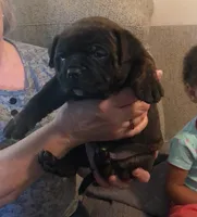Mushu, a female American Bully for sale in Boone, IA – 2 of 10