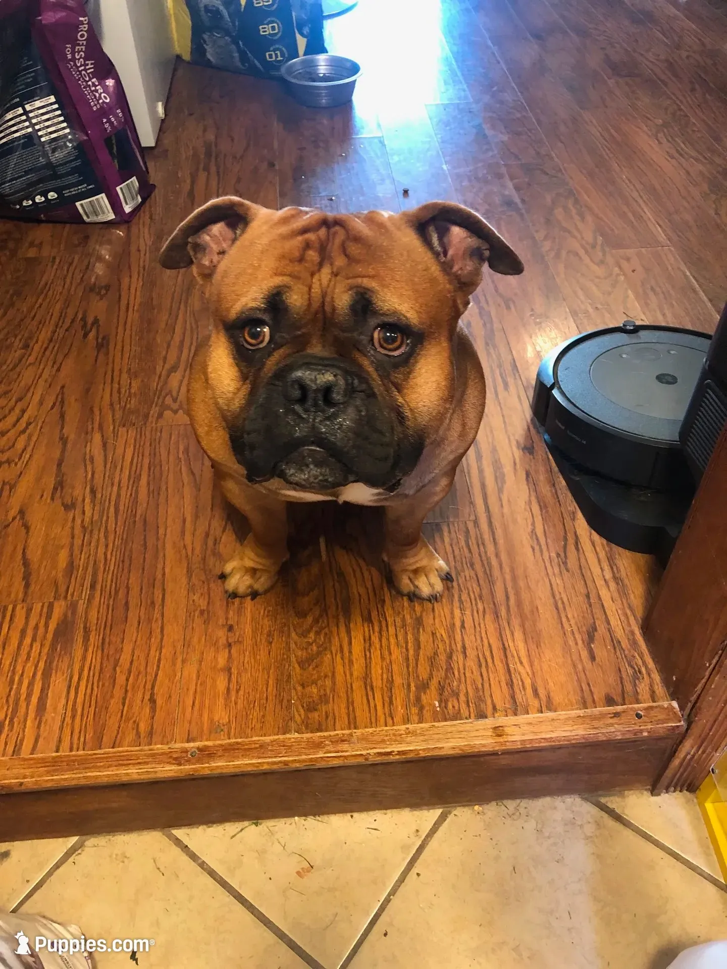 ShiShi, a female American Bully for sale in Boone, IA – 5 of 10