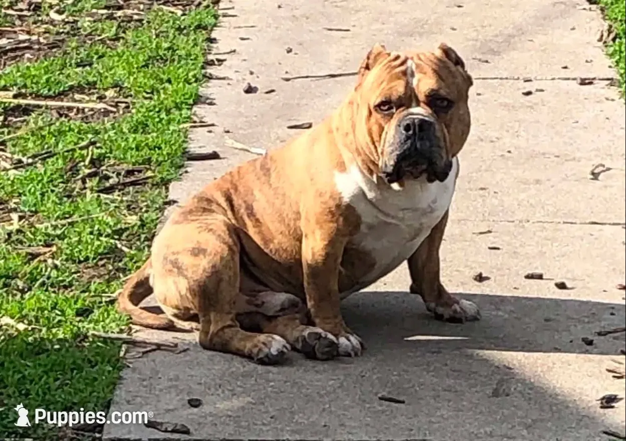 Mushu, a female American Bully for sale in Boone, IA – 10 of 10