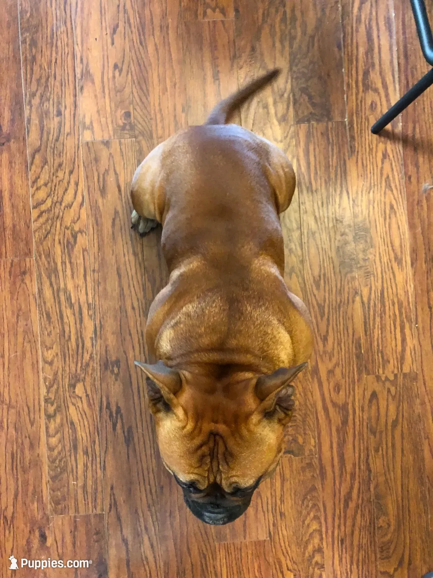 Mushu, a female American Bully for sale in Boone, IA – 6 of 10