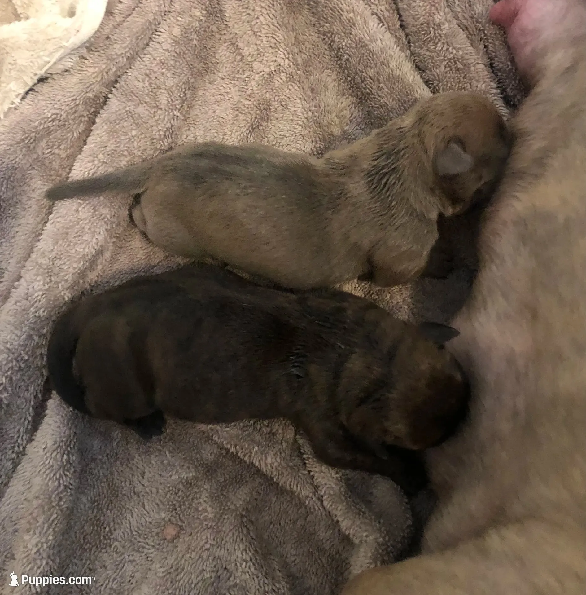 Mushu, a female American Bully for sale in Boone, IA – 4 of 10