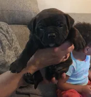 Mushu, a female American Bully for sale in Boone, IA – 3 of 10