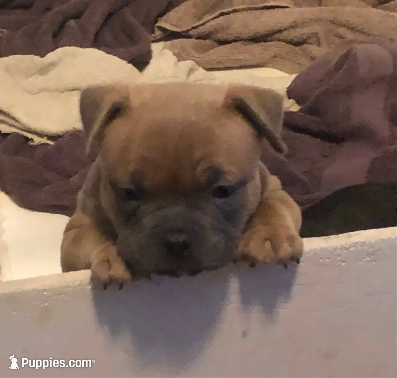 ShiShi, a female American Bully for sale in Boone, IA – 1 of 10