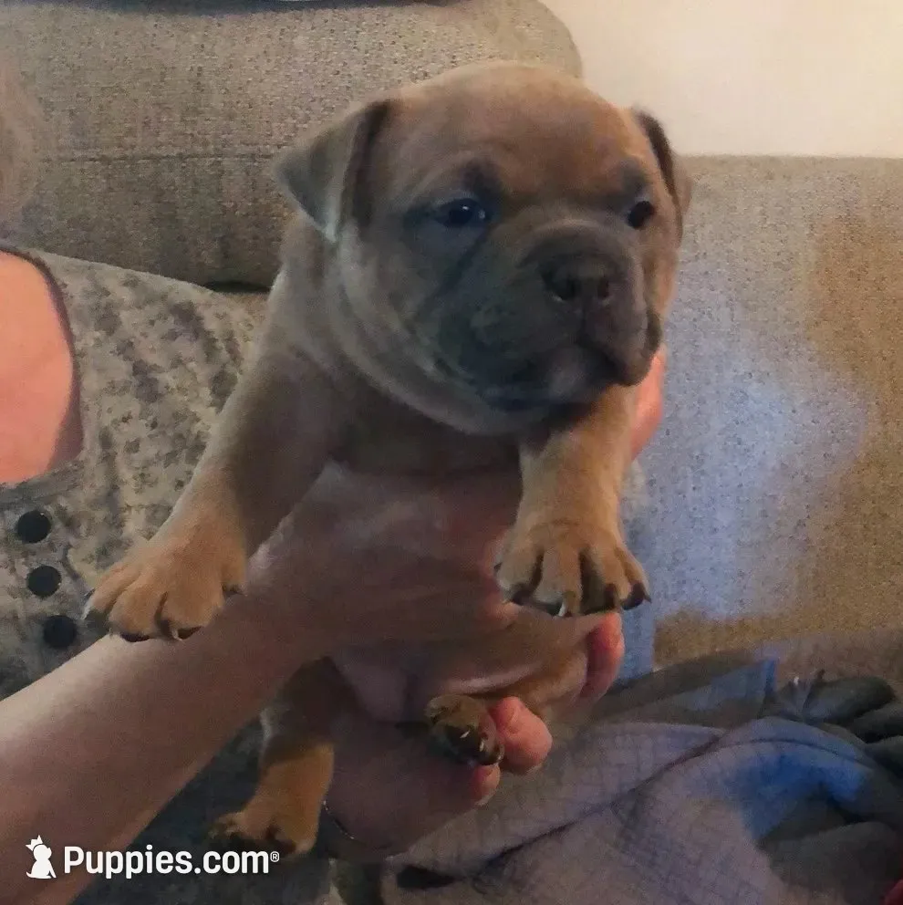 ShiShi, a female American Bully for sale in Boone, IA – 2 of 10
